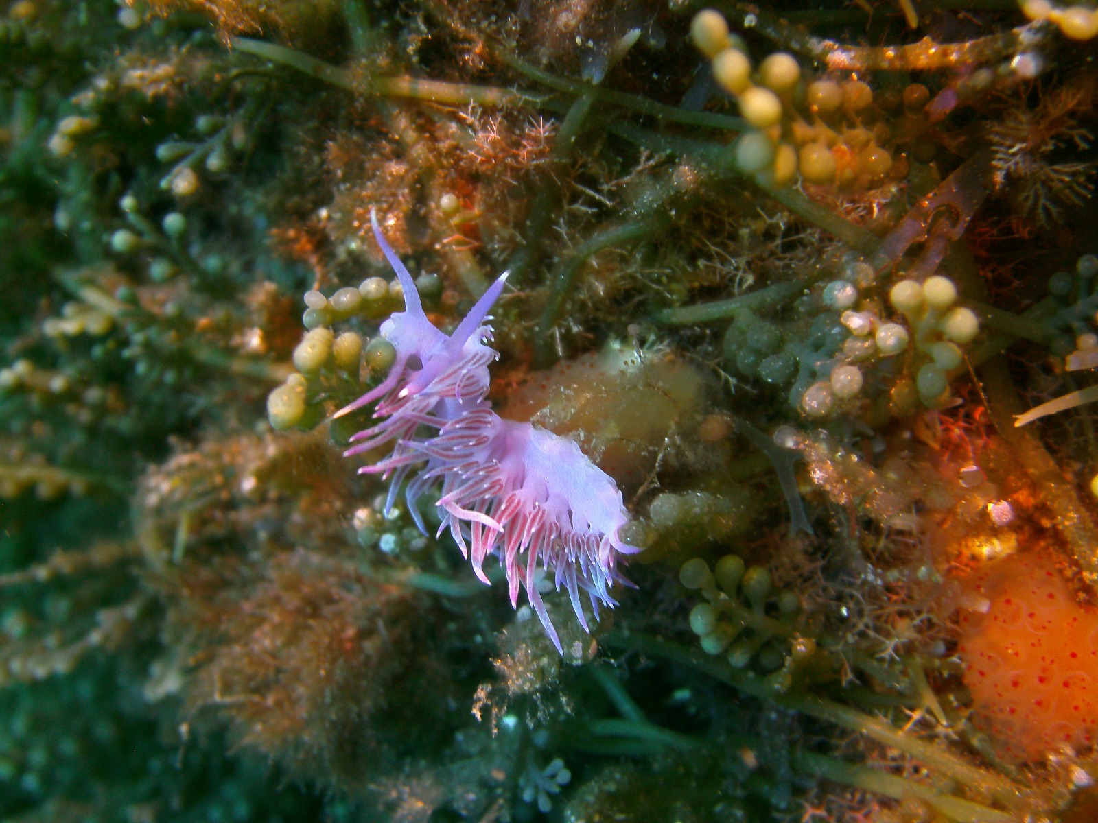 Foto Nudibranco