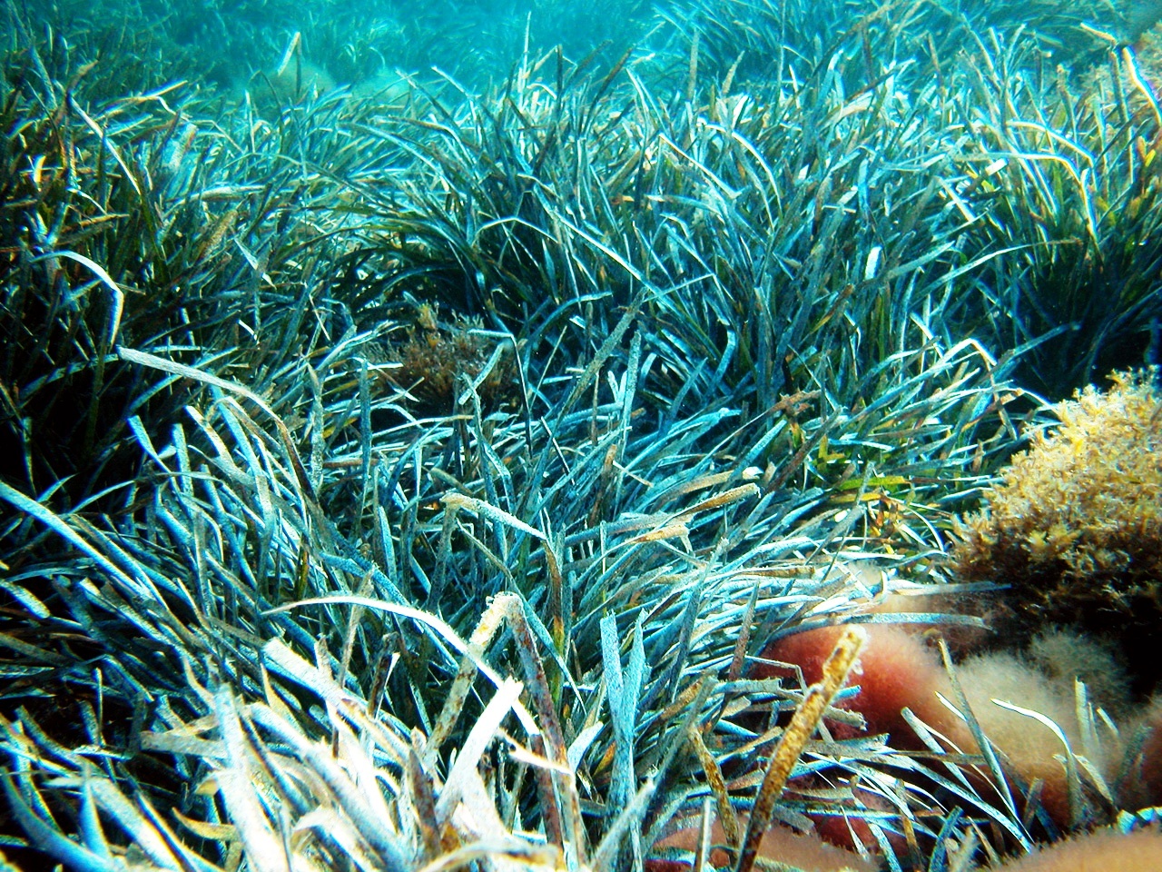 Foto Posidonia Oceanica